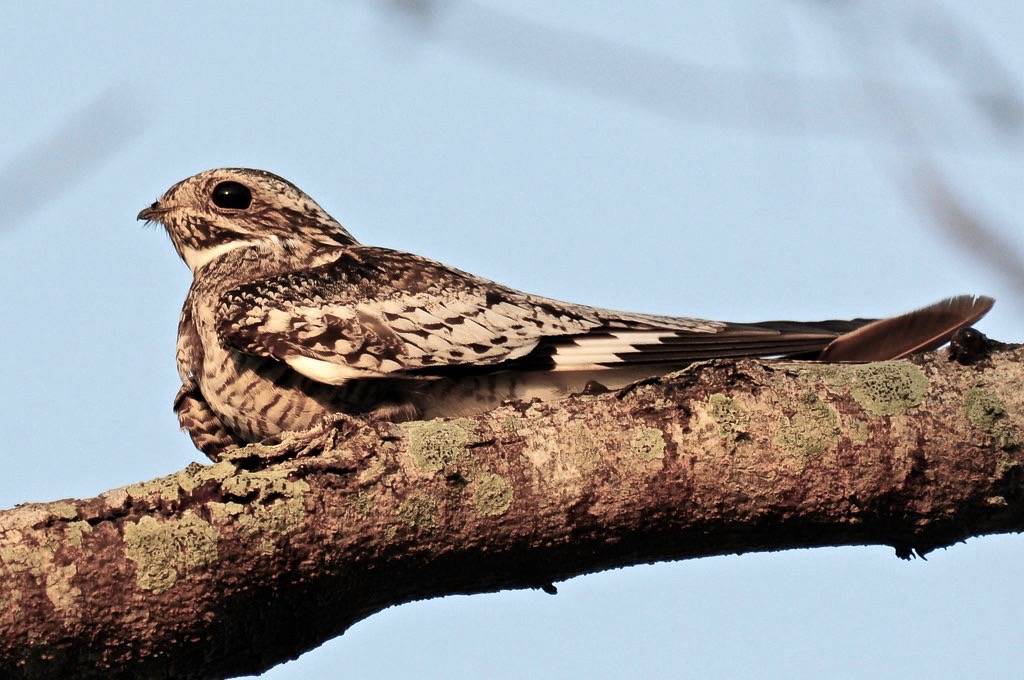 Common Nighthawk (<I>Chordeiles minor</I>), Sabal Palm Grove, Texas by VSmithUK is licensed under CC BY 2.0